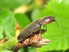 Agriotes fucosus