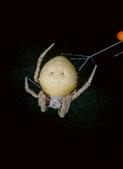 Eriophora ravilla
