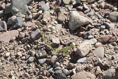 Senecio uspallatensis
