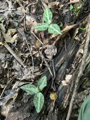 Trillium underwoodii