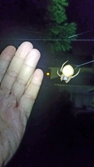 Eriophora ravilla
