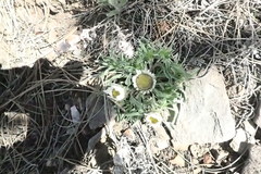 Townsendia grandiflora