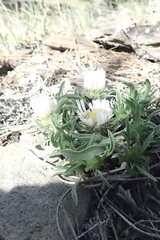 Townsendia grandiflora