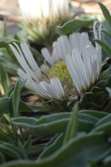 Townsendia grandiflora