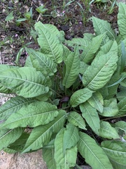 Bistorta amplexicaulis