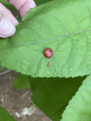 Phylloxera caryaeglobuli