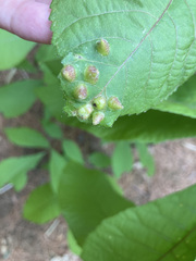 Phylloxera caryaeglobuli