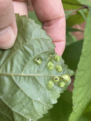 Phylloxera caryaeglobuli