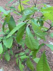 Phylloxera caryaeglobuli