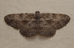 Psilalcis isombra