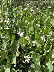 Anemopsis californica