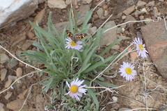 Erigeron vetensis