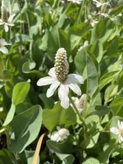 Anemopsis californica