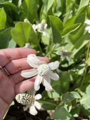 Anemopsis californica