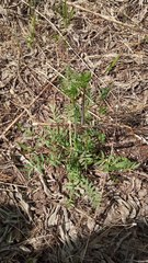 Polemonium caeruleum