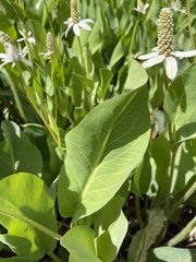 Anemopsis californica