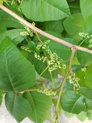 Toxicodendron radicans