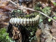 Arthrophaga myriapodina
