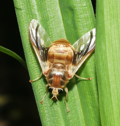 Goniops chrysocoma (Osten Sacken, 1875)