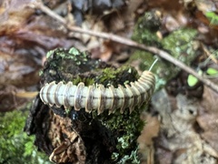 Arthrophaga myriapodina