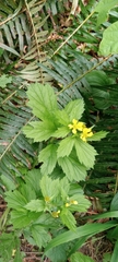 Geum macrophyllum