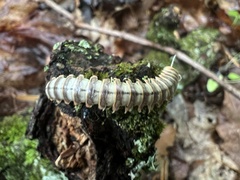 Arthrophaga myriapodina