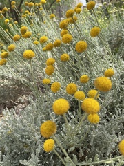Angiospermae