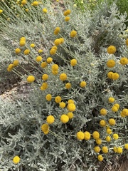 Angiospermae