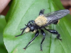 Laphria divisor
