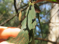 Rhynolaccus formicarius