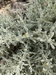 Angiospermae