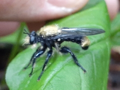 Laphria divisor