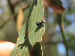Rhynolaccus formicarius