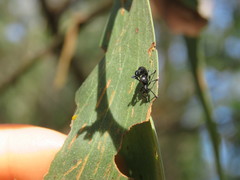 Rhynolaccus formicarius