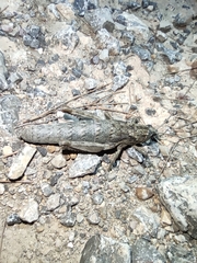 Acinipe galvagnii