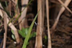 Lestes spatula