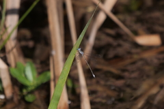 Lestes spatula