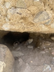 Otospermophilus beecheyi