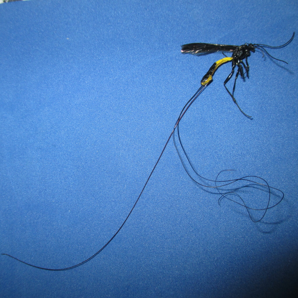 Dolichomitus longicauda