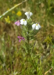 Triphysaria versicolor