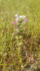 Triphysaria versicolor