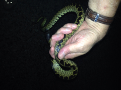 Lampropeltis splendida