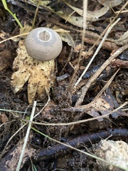 Geastrum tenuipes