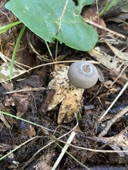 Geastrum tenuipes
