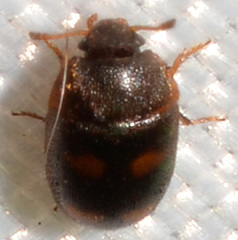 Litargus tetraspilotus