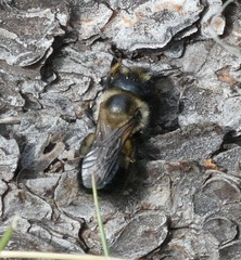 Osmia bucephala