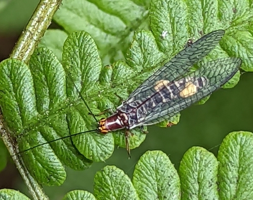 San Francisco Lacewing photo 5