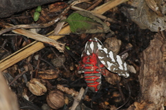 Arachnis dilecta