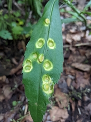 Puccinia dioicae