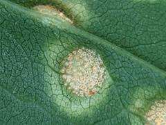 Puccinia dioicae